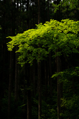 阿寺の七滝　17