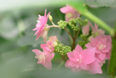 掛川　加茂荘花鳥園　19
