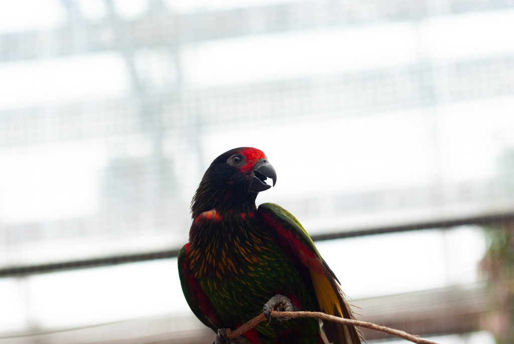 富士花鳥園　16