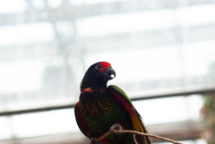 富士花鳥園　16