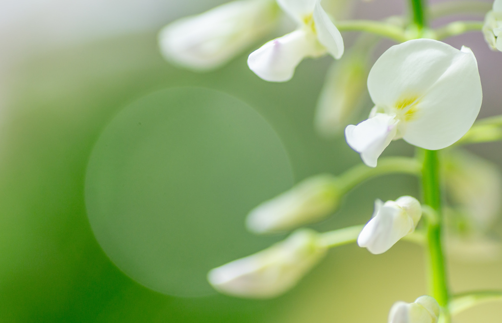 藤枝　蓮華寺　藤 7