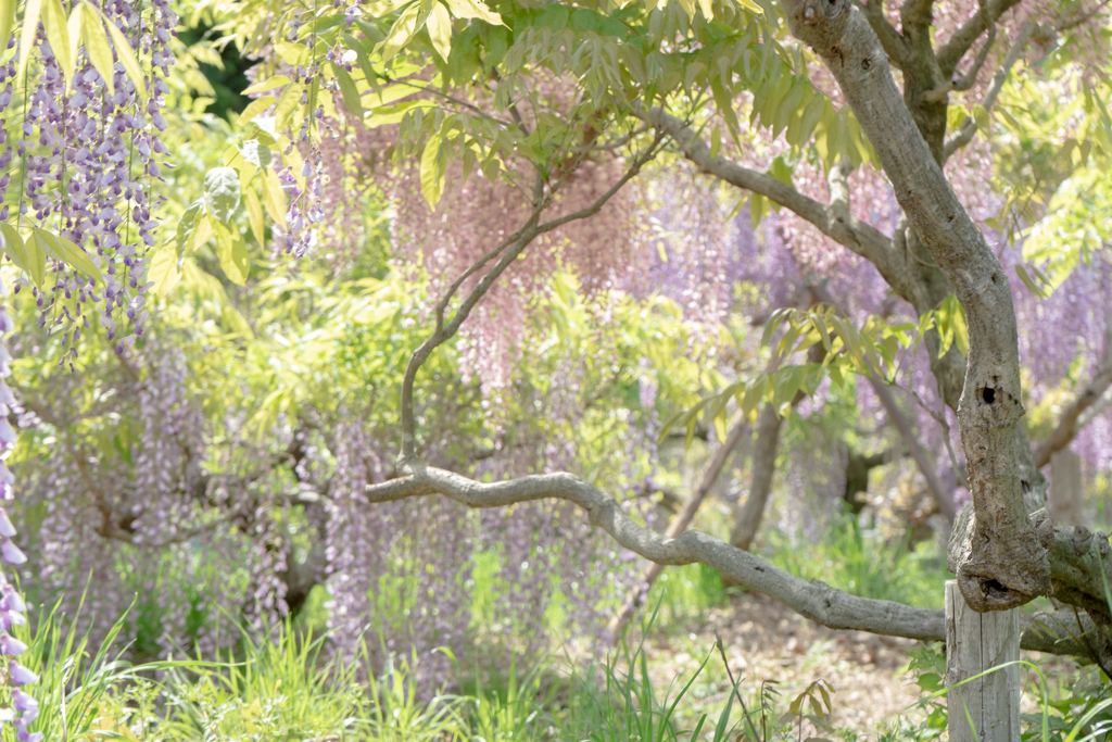 藤枝　蓮華寺　藤 3