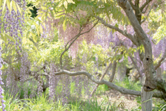 藤枝　蓮華寺　藤 3