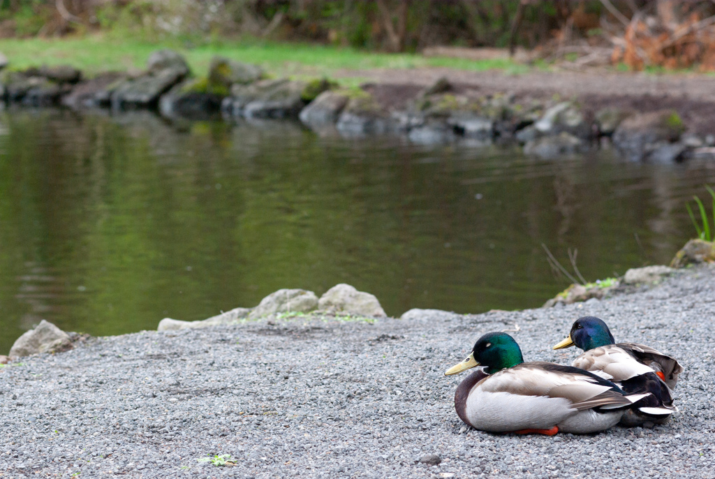 富士花鳥園　14