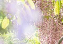 藤枝　蓮華寺　藤 5