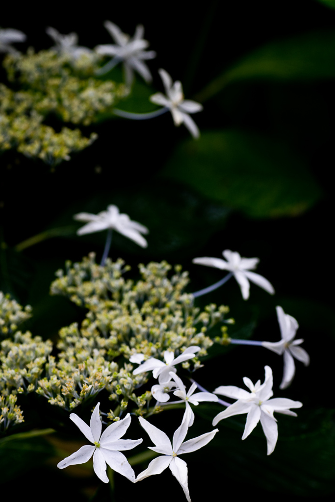 190623 城ケ崎 紫陽花 (14)