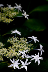 190623 城ケ崎 紫陽花 (14)