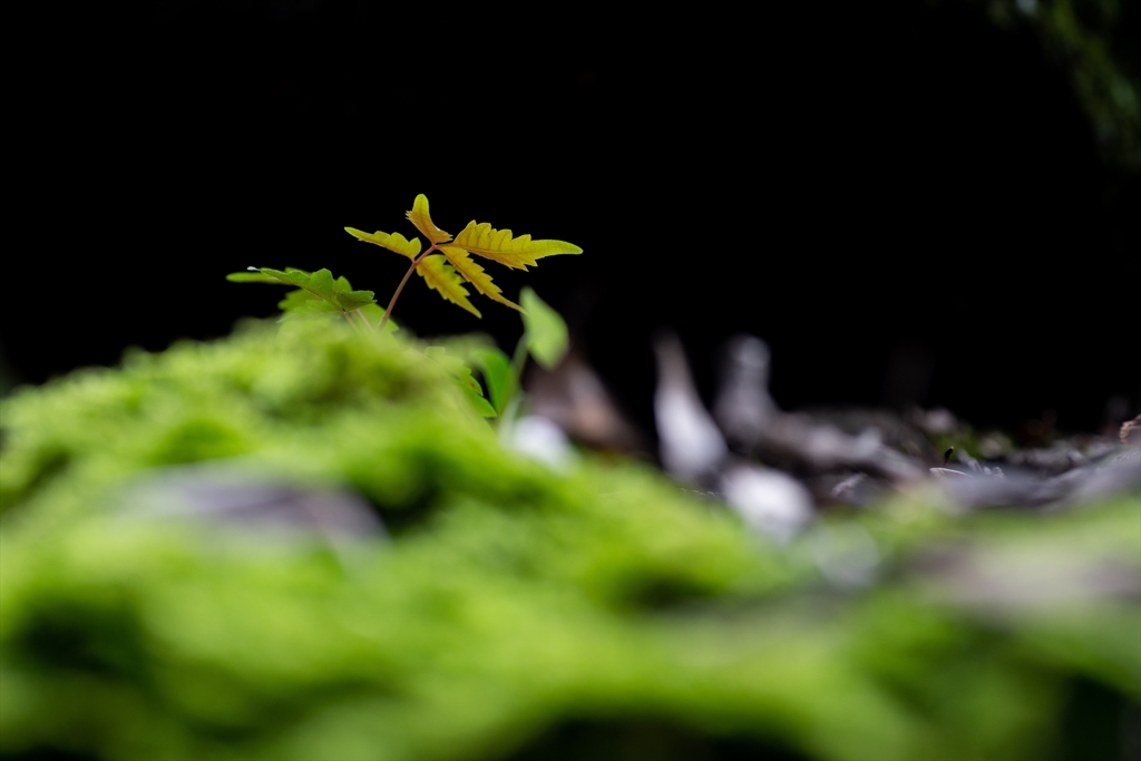 神戸・出雲 旅行 備忘録 (72)