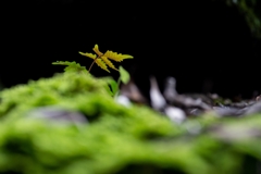 神戸・出雲 旅行 備忘録 (72)