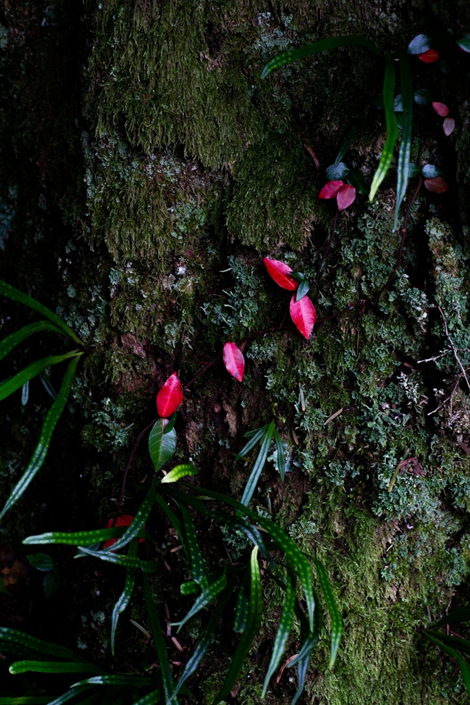 神戸・出雲 旅行 備忘録 (87)