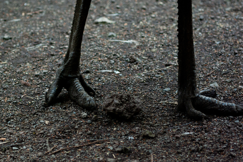 富士花鳥園　11