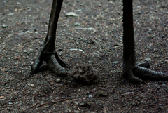 富士花鳥園　11