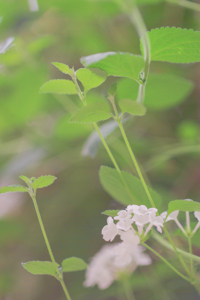 掛川　加茂荘花鳥園　28