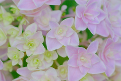 掛川　加茂荘花鳥園　15