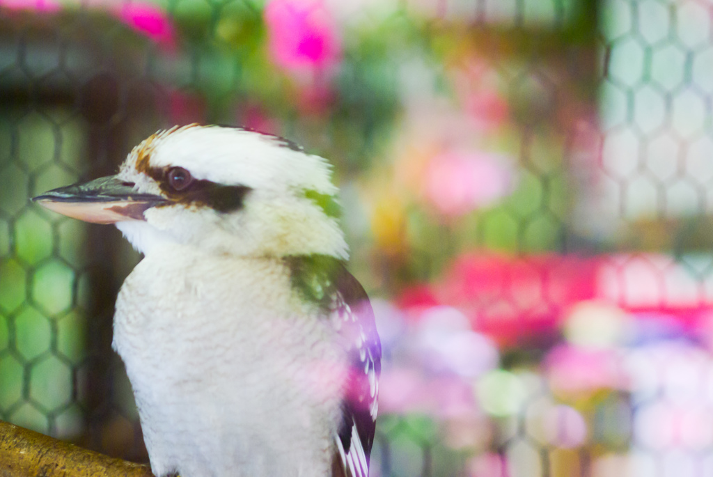 掛川　加茂荘花鳥園　24