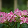 紫陽花-1