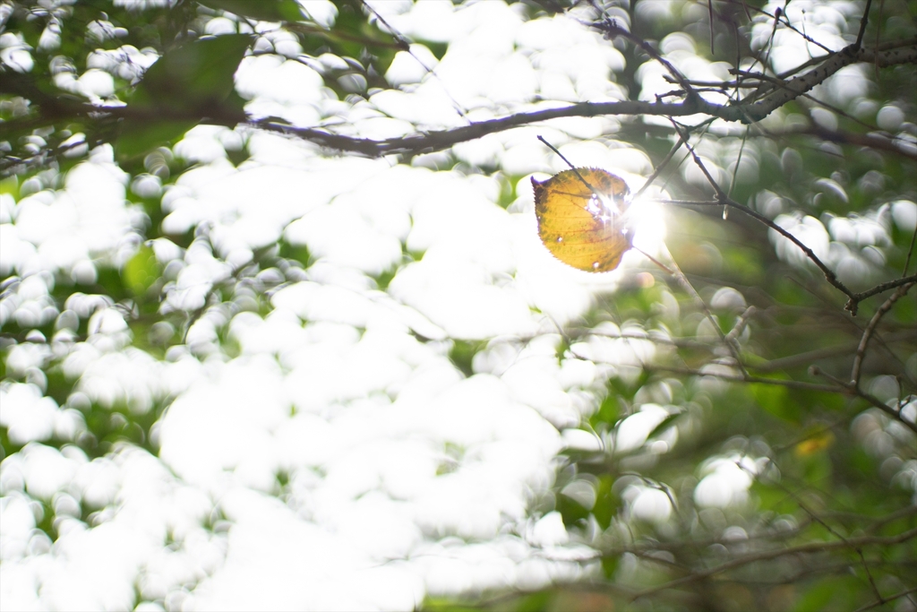 神戸・出雲 旅行 備忘録 (25)