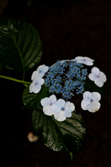 190623 城ケ崎 紫陽花 (21)