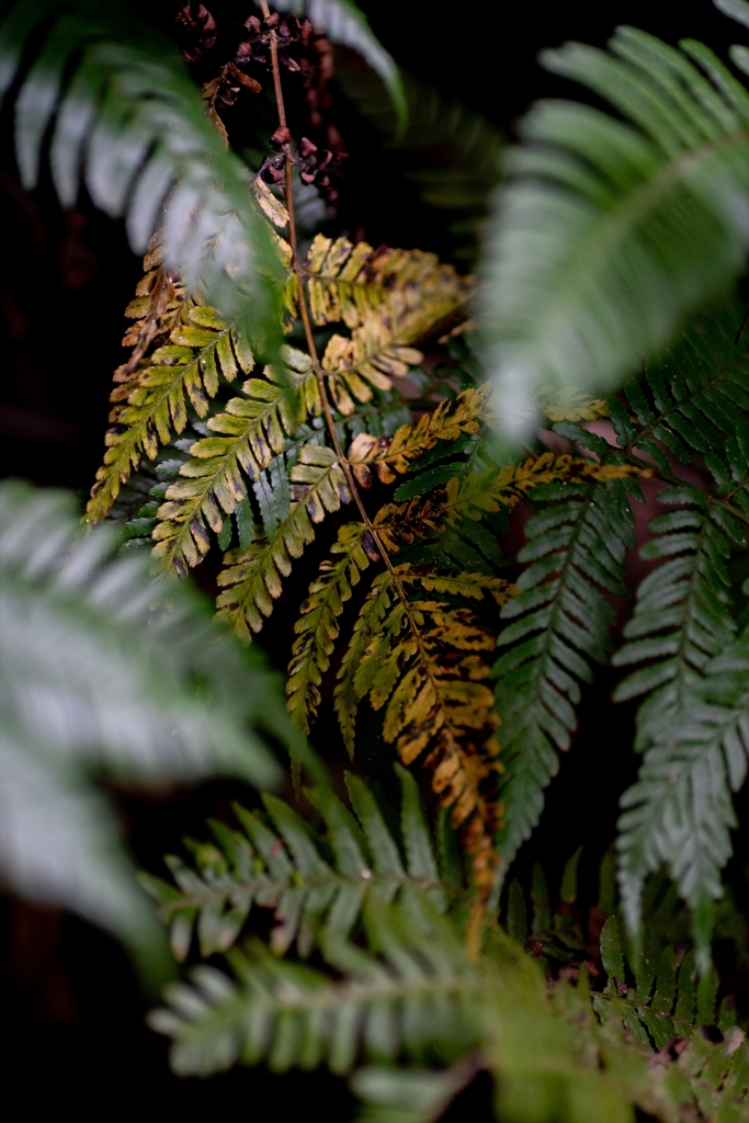 神戸・出雲 旅行 備忘録 (76)