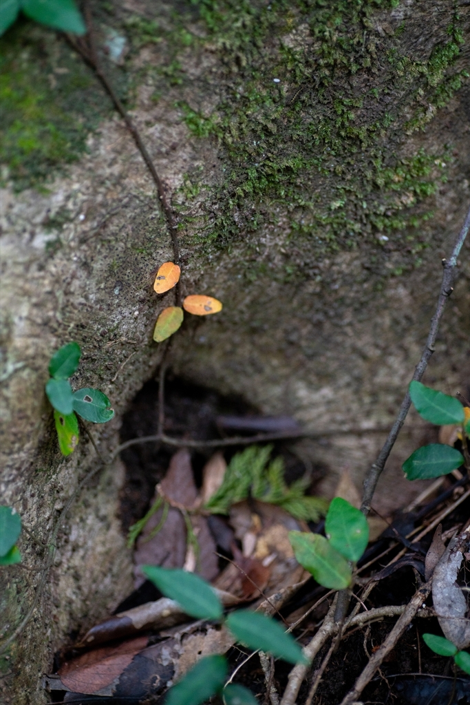 神戸・出雲 旅行 備忘録 (78)