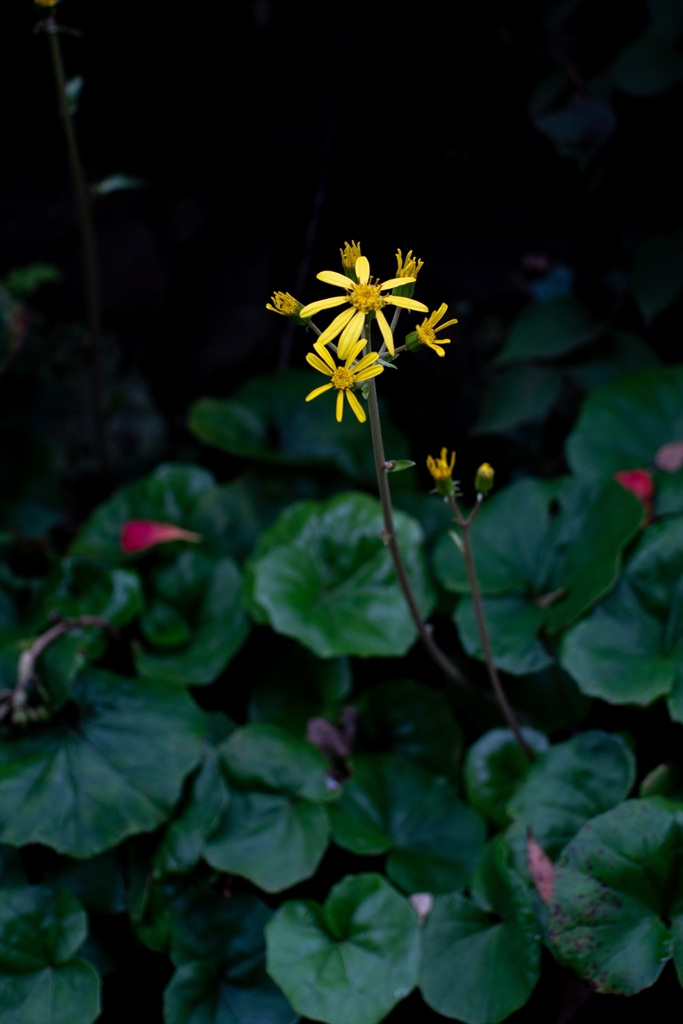 神戸・出雲 旅行 備忘録 (60)