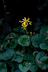 神戸・出雲 旅行 備忘録 (60)