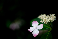 190623 城ケ崎 紫陽花 (25)
