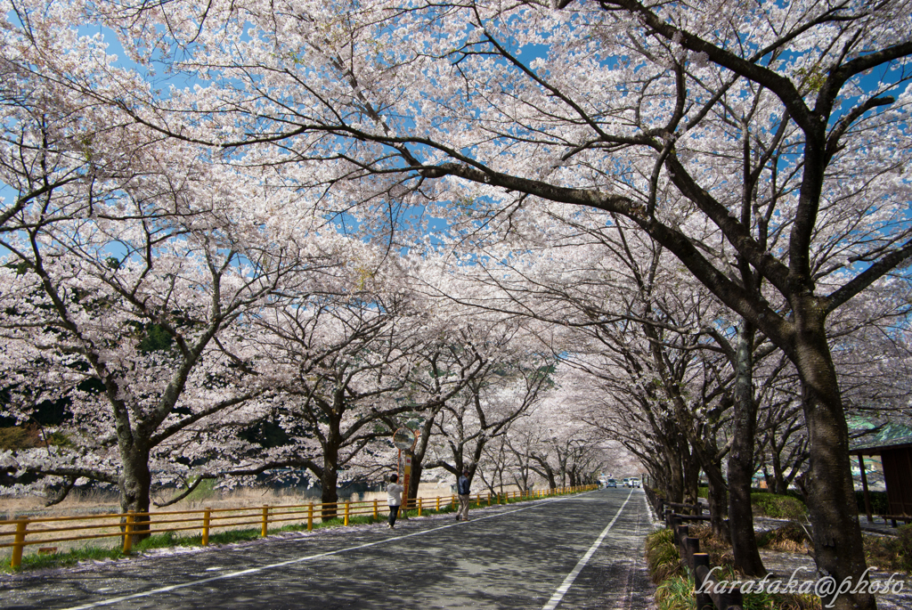 H24　大井川 桜　１