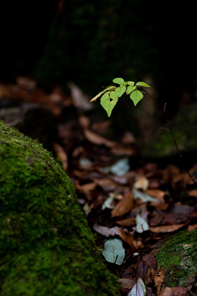 神戸・出雲 旅行 備忘録 (45)