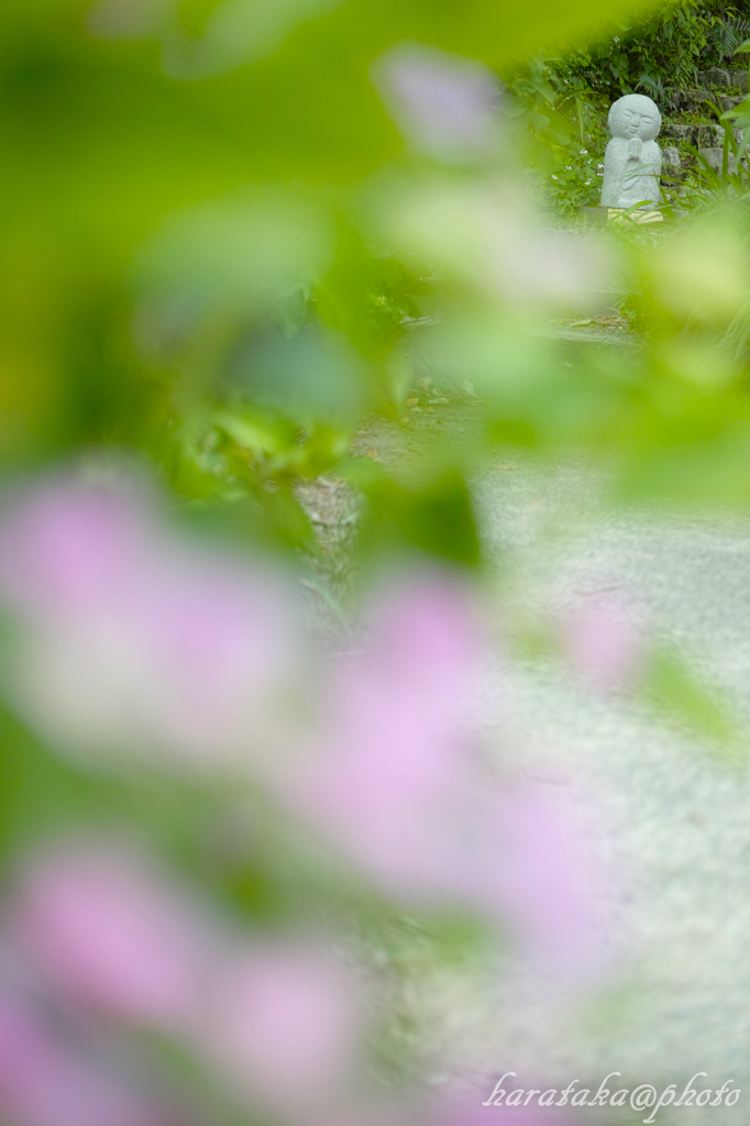 紫陽花と地蔵