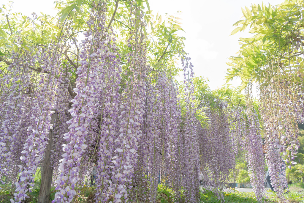 藤枝　蓮華寺　藤　２