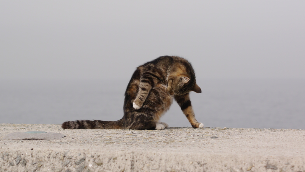 今日もノラ猫日和