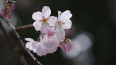 春のお彼岸　（高知・香美市）