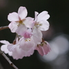 春のお彼岸　（高知・香美市）