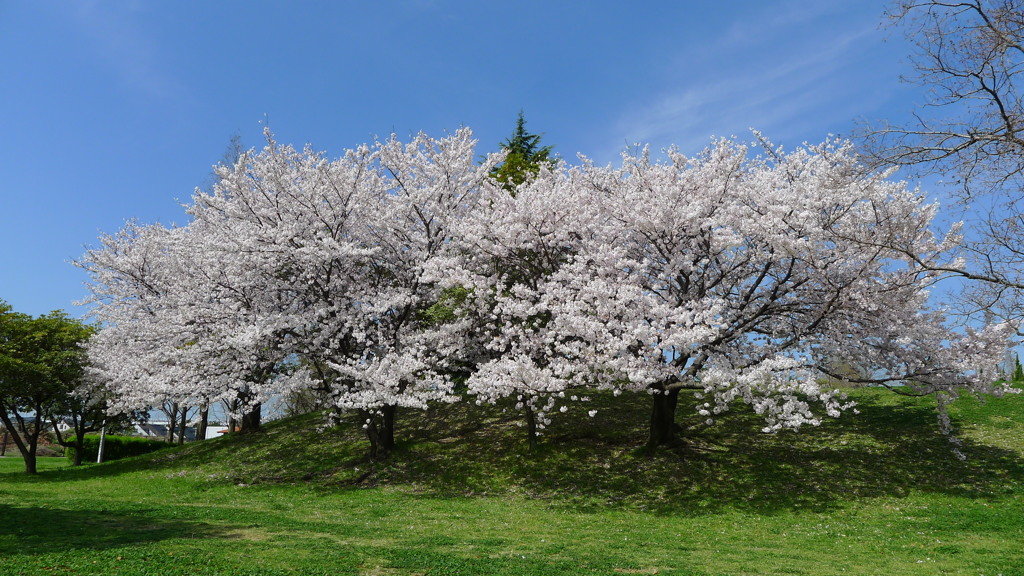 桜の花びらが舞い始めた。