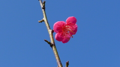 梅がチラホラ