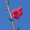 梅がチラホラ
