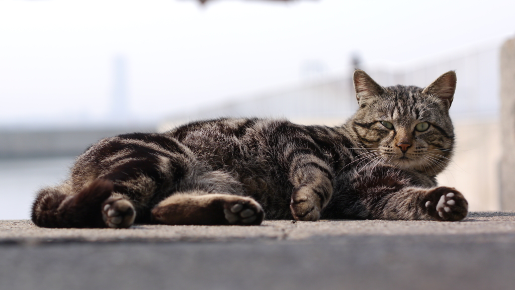 今日もノラ猫日和