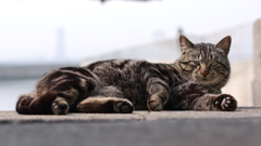 今日もノラ猫日和