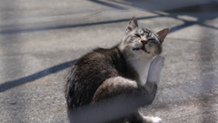 今日もノラ猫日和