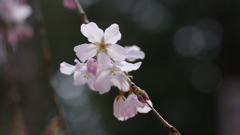 春のお彼岸　（高知・香美市）