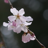 春のお彼岸　（高知・香美市）