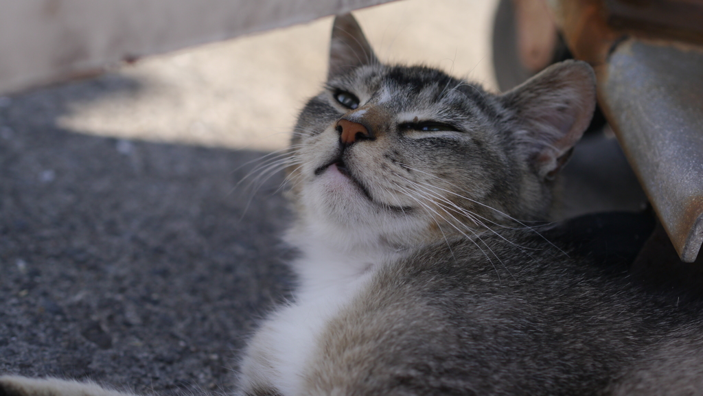 今日もノラ猫日和