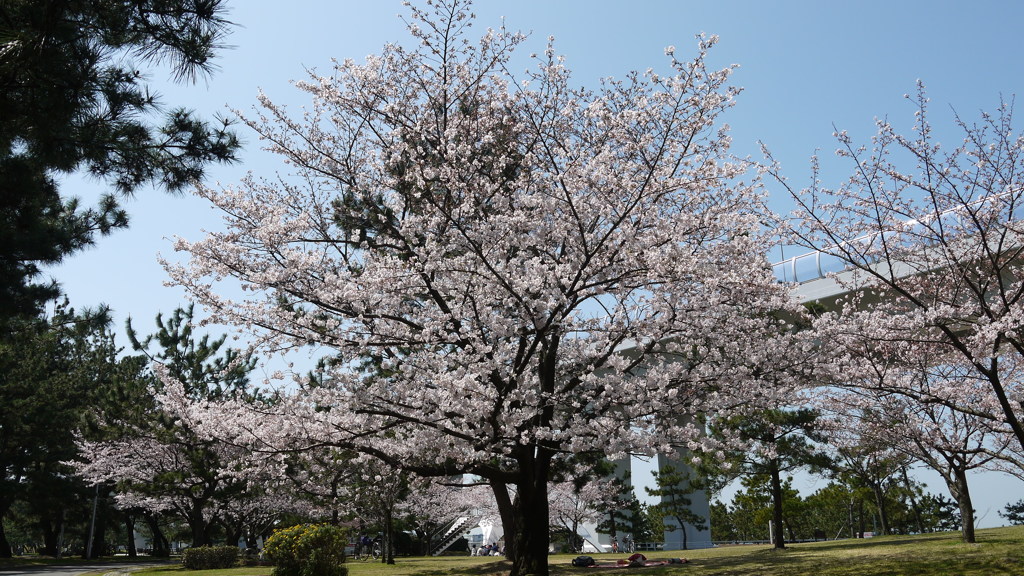 今日もお花見日和