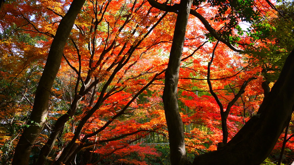 大阪貝塚・水間寺の紅葉