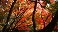 大阪貝塚・水間寺の紅葉
