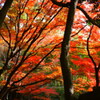 大阪貝塚・水間寺の紅葉