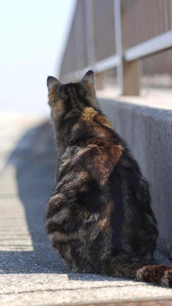今日もノラ猫日和