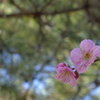 梅がチラホラ