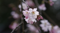 春のお彼岸　（高知・香美市）